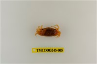 藏品(呼喚丑招潮蟹)的圖片